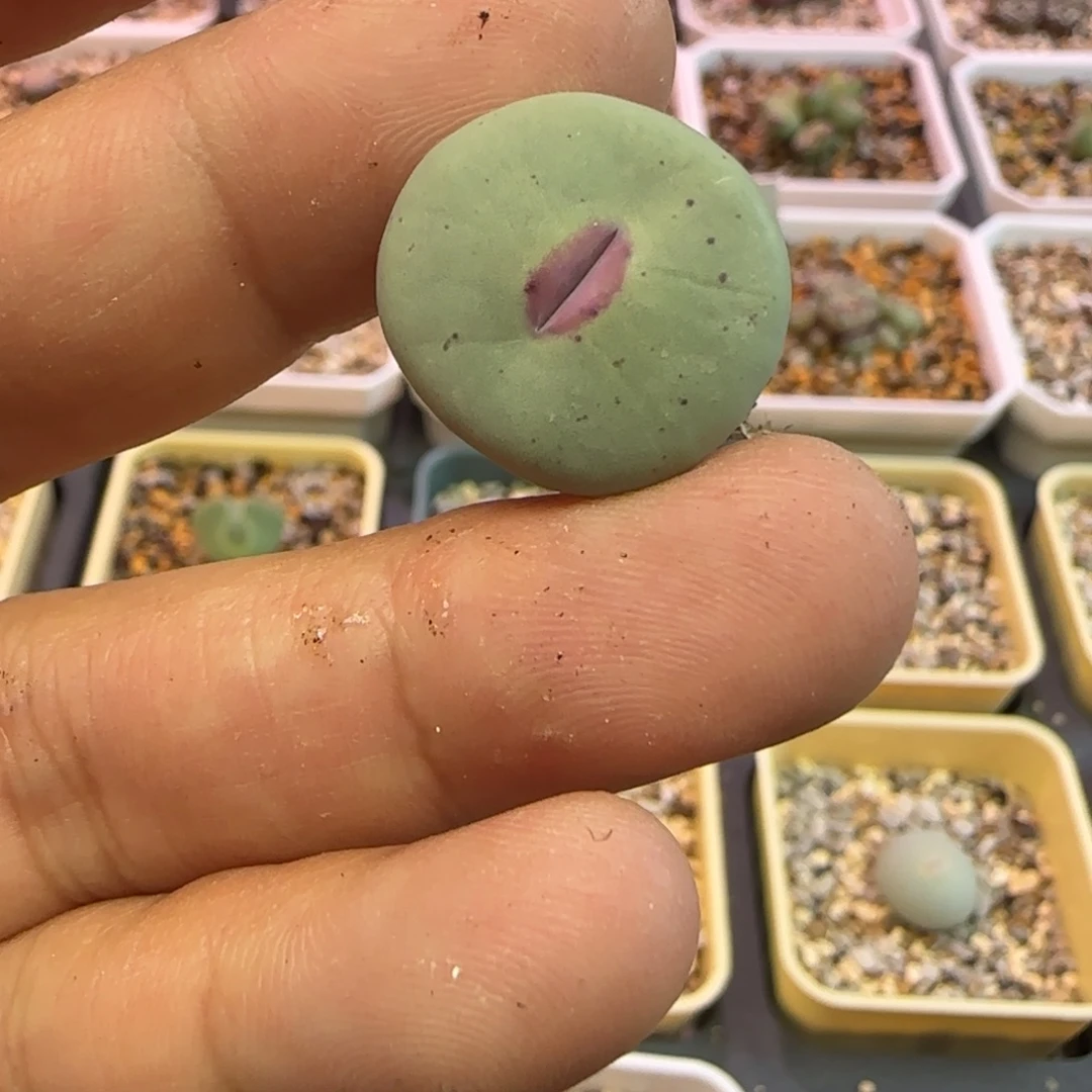 ****丁专拍多肉植物一颗