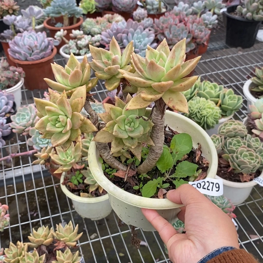 2279黄金表丽娜一物一拍