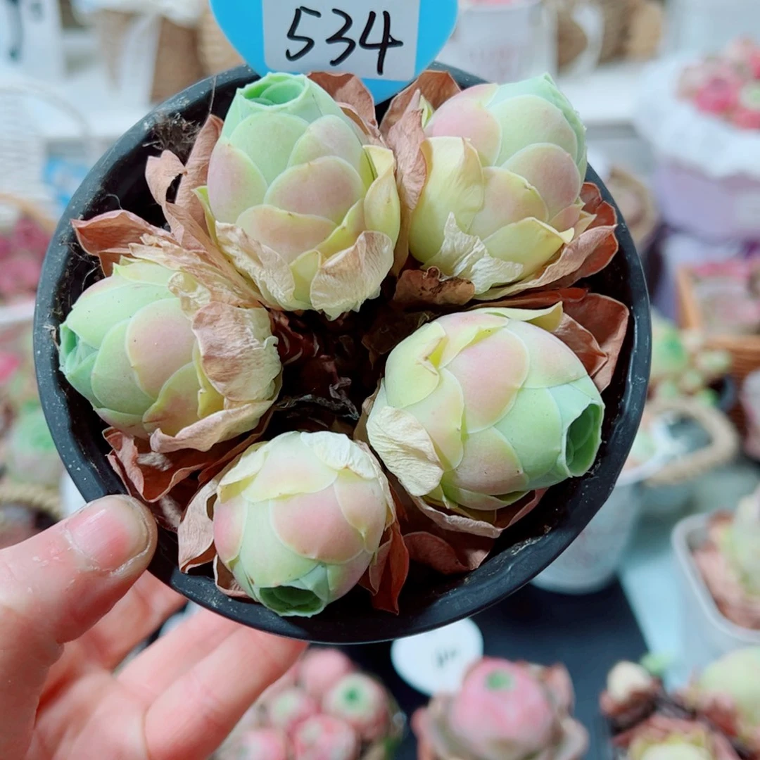 534水蜜桃杂群。    一物一拍