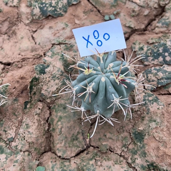 冰***洁X80黑罗莎一颗15/////