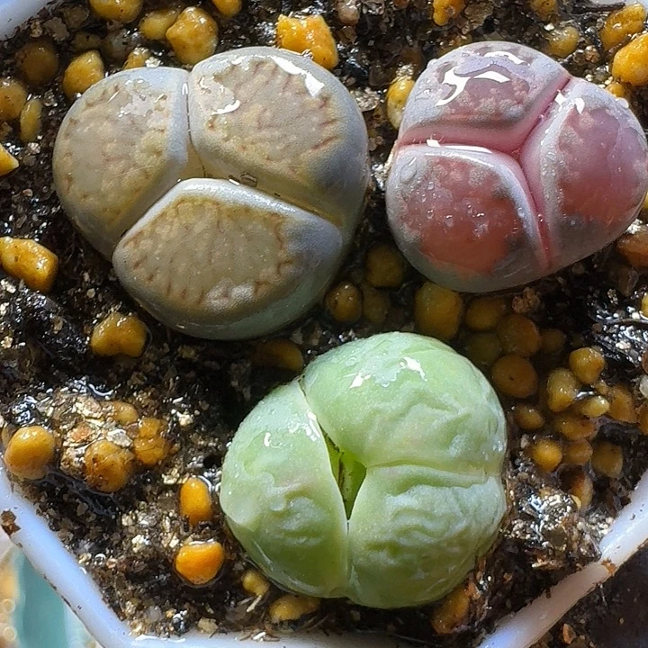 生石花村1111111      186