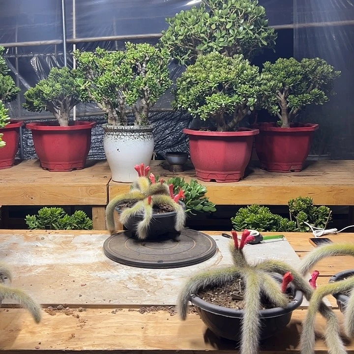 蒲****乐多肉植物实物