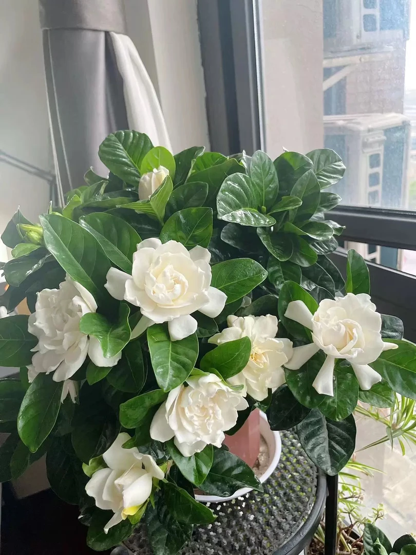 【只发新疆 新疆包邮】栀子花盆栽室内植物浓香型