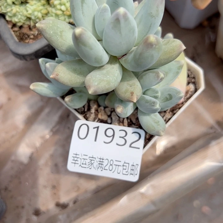 幸运的是我的朋友