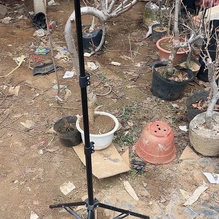 完全开放盆栽梨树盆栽桃树