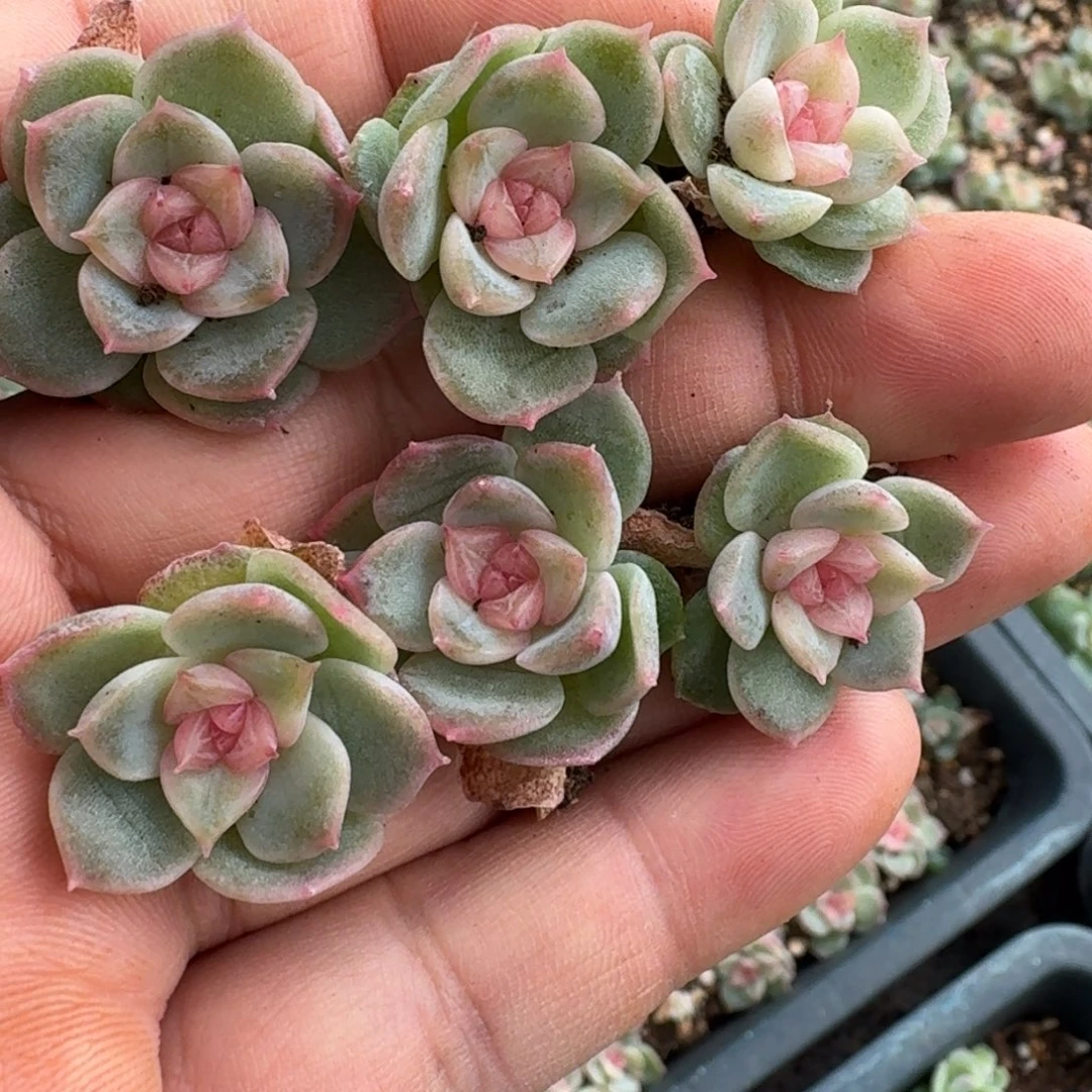 如图麦芽珍妮103号叶插随机3棵不售后