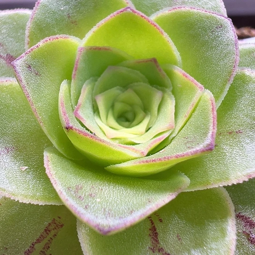 陈陈903开播福利春宵山地玫瑰