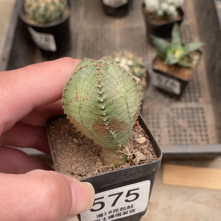 575子吹布纹球（满18包邮）