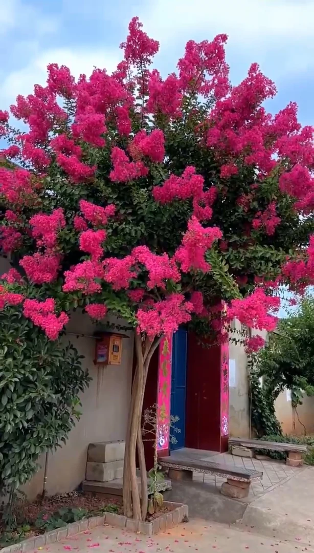 庭院地栽天鹅绒紫薇花