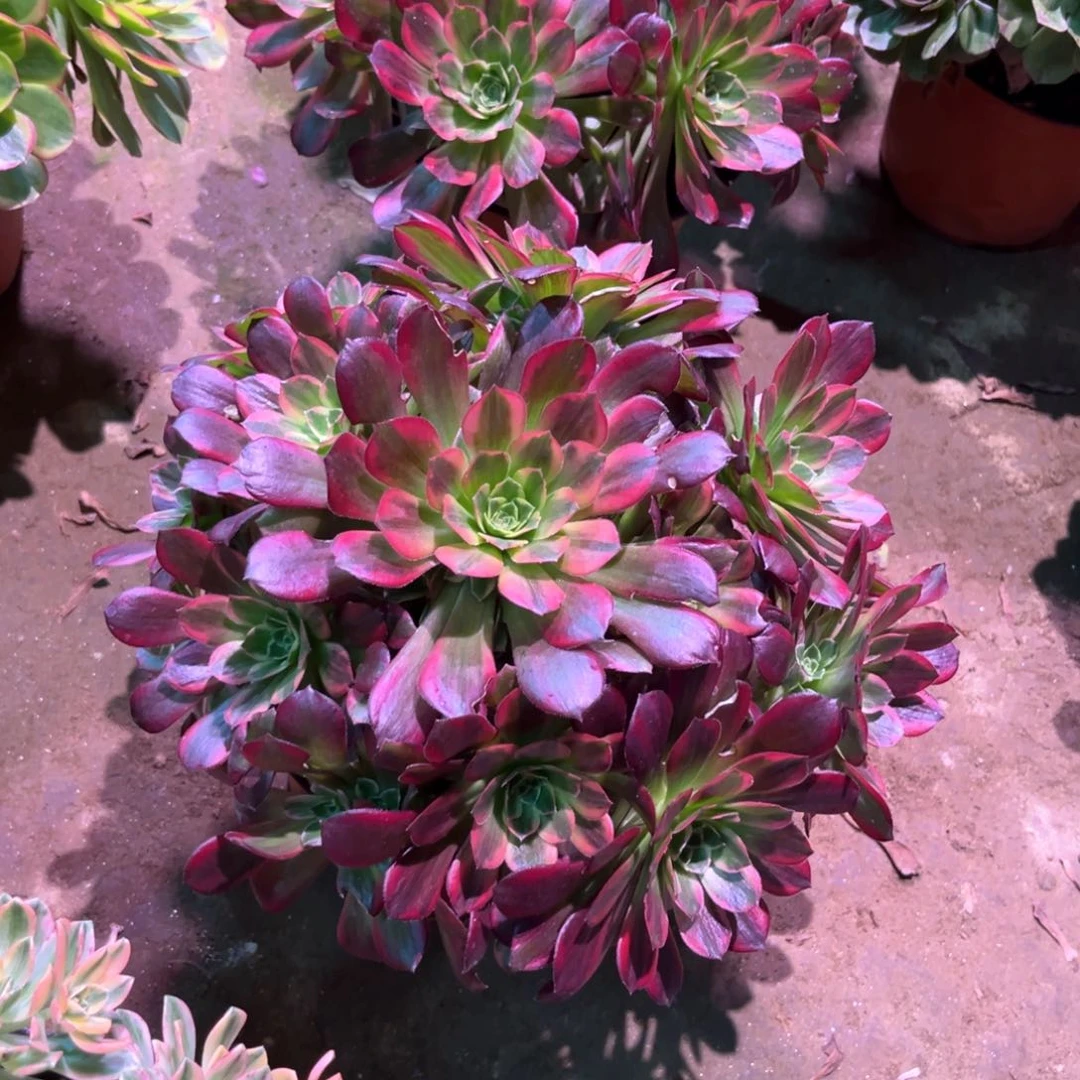 多肉植物安娜092