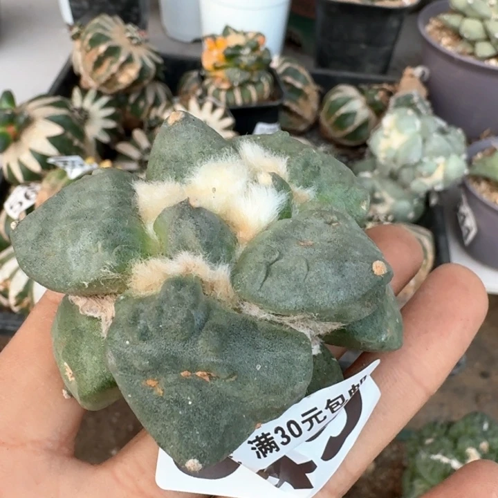 949落地大尤怒涛牡丹