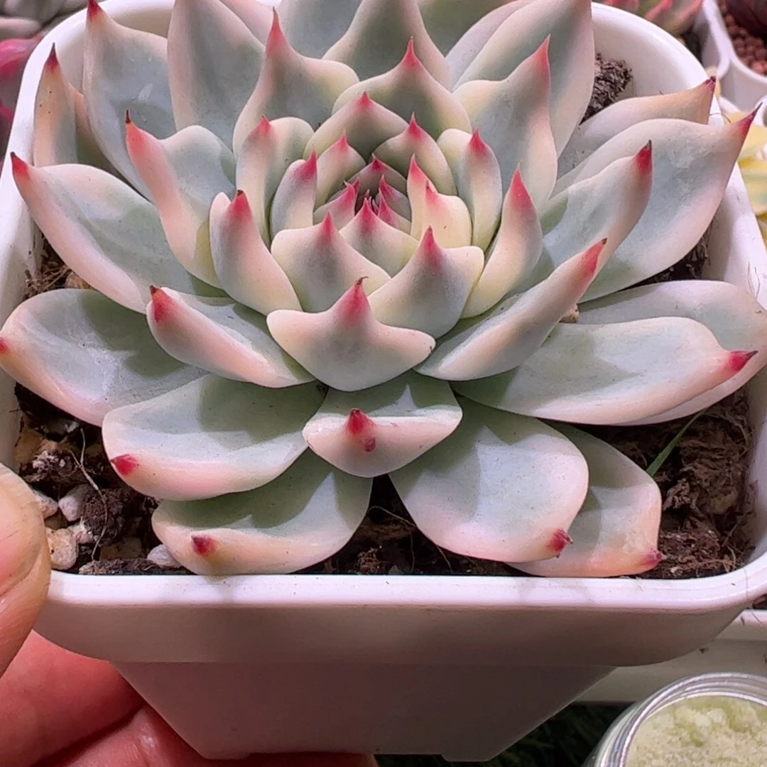 伍*多肉植物多肉植物