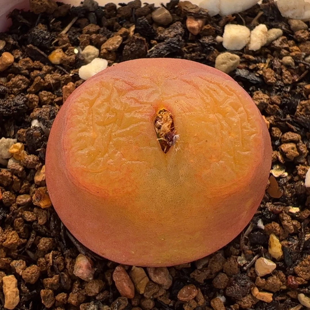 水蜜桃多肉植物百科