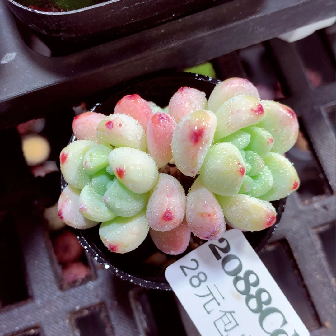 5厘米盆精控多肉2088