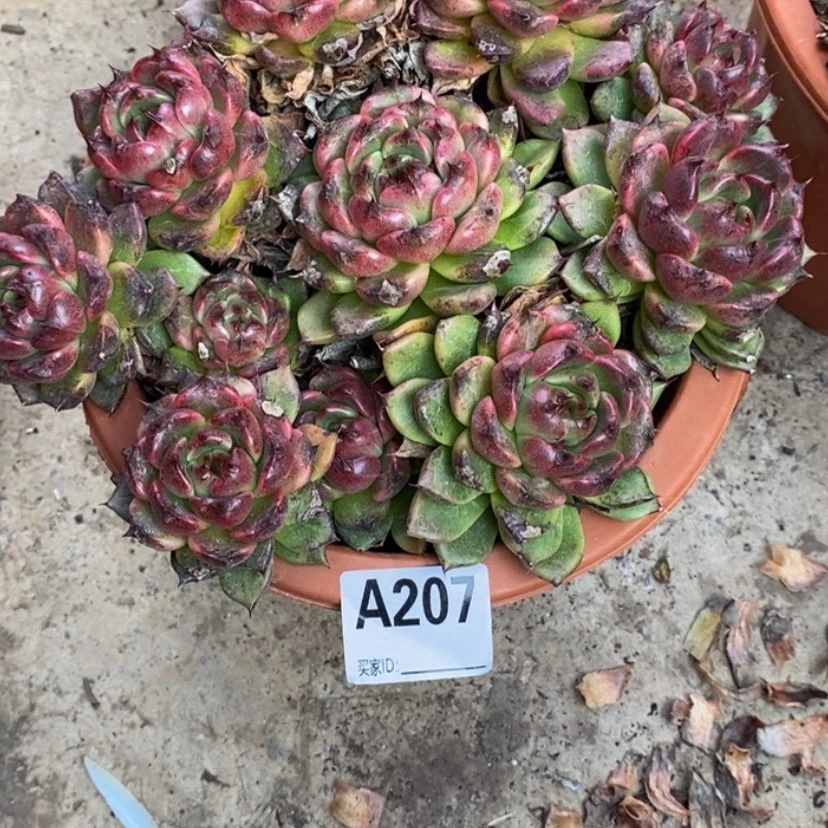 【闪购商品】小**物多肉植物