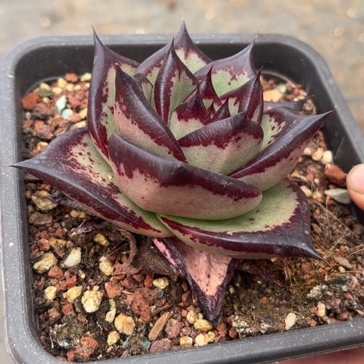 元宝体大宽叶侧牙