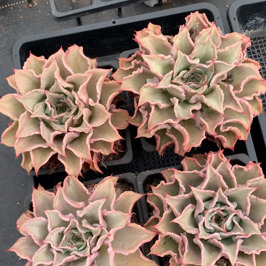 精养饺子皮2颗 14厘米