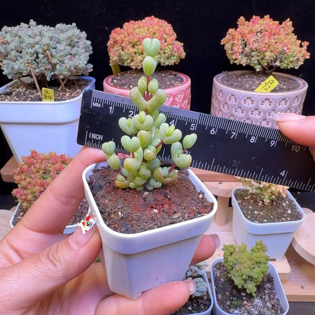 凯*a7号元宝小苗小苗