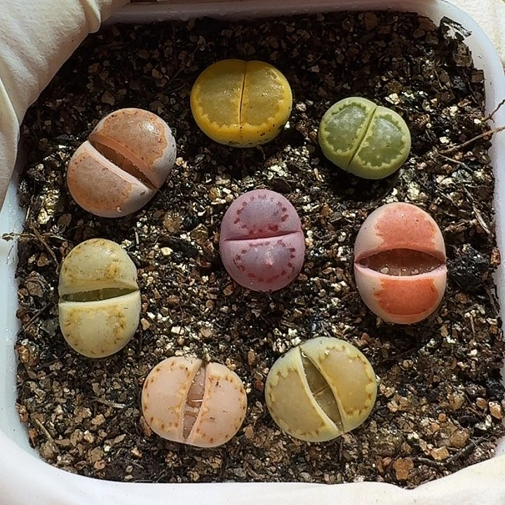 似*生石花11111111。   288