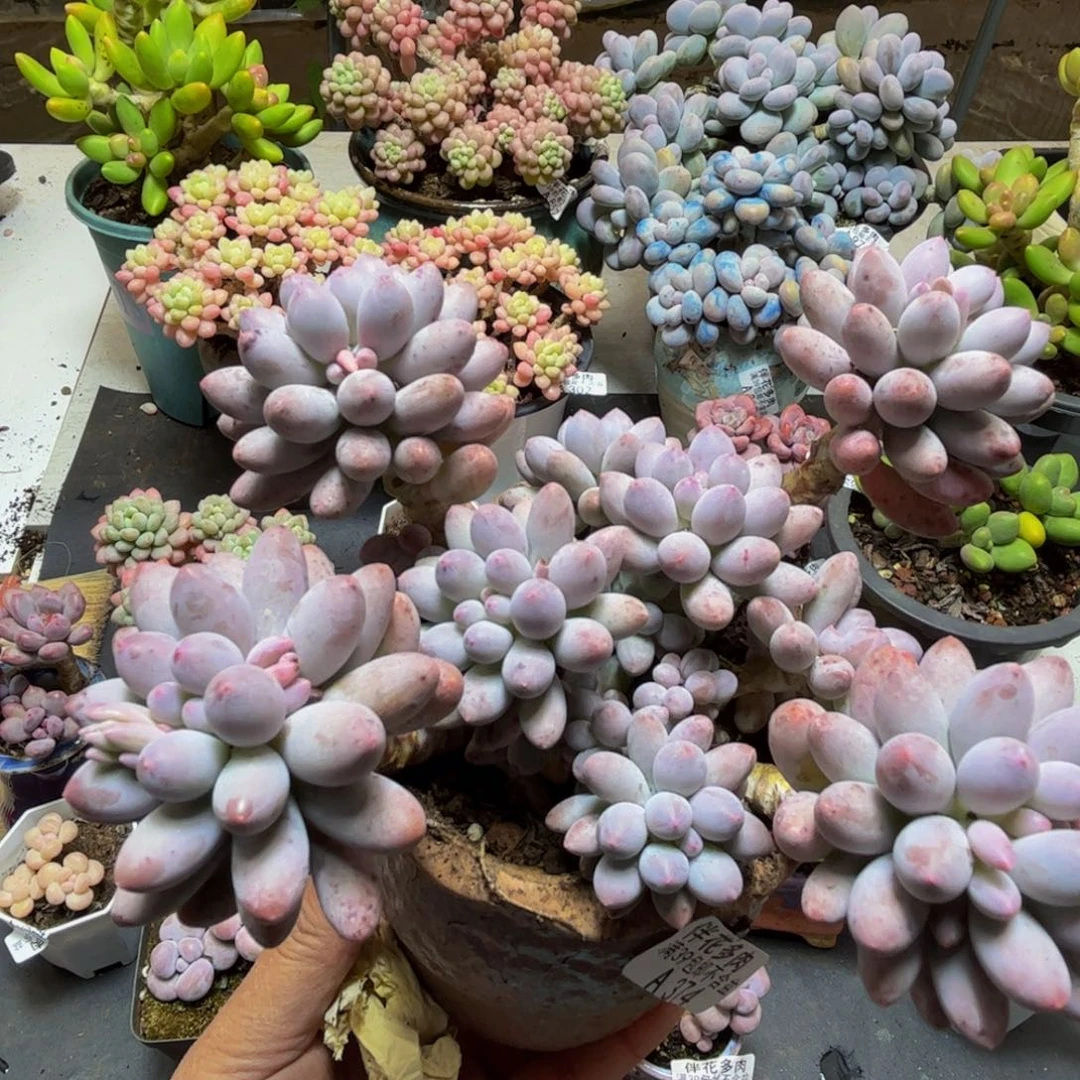 374手指奶酪12cm多肉