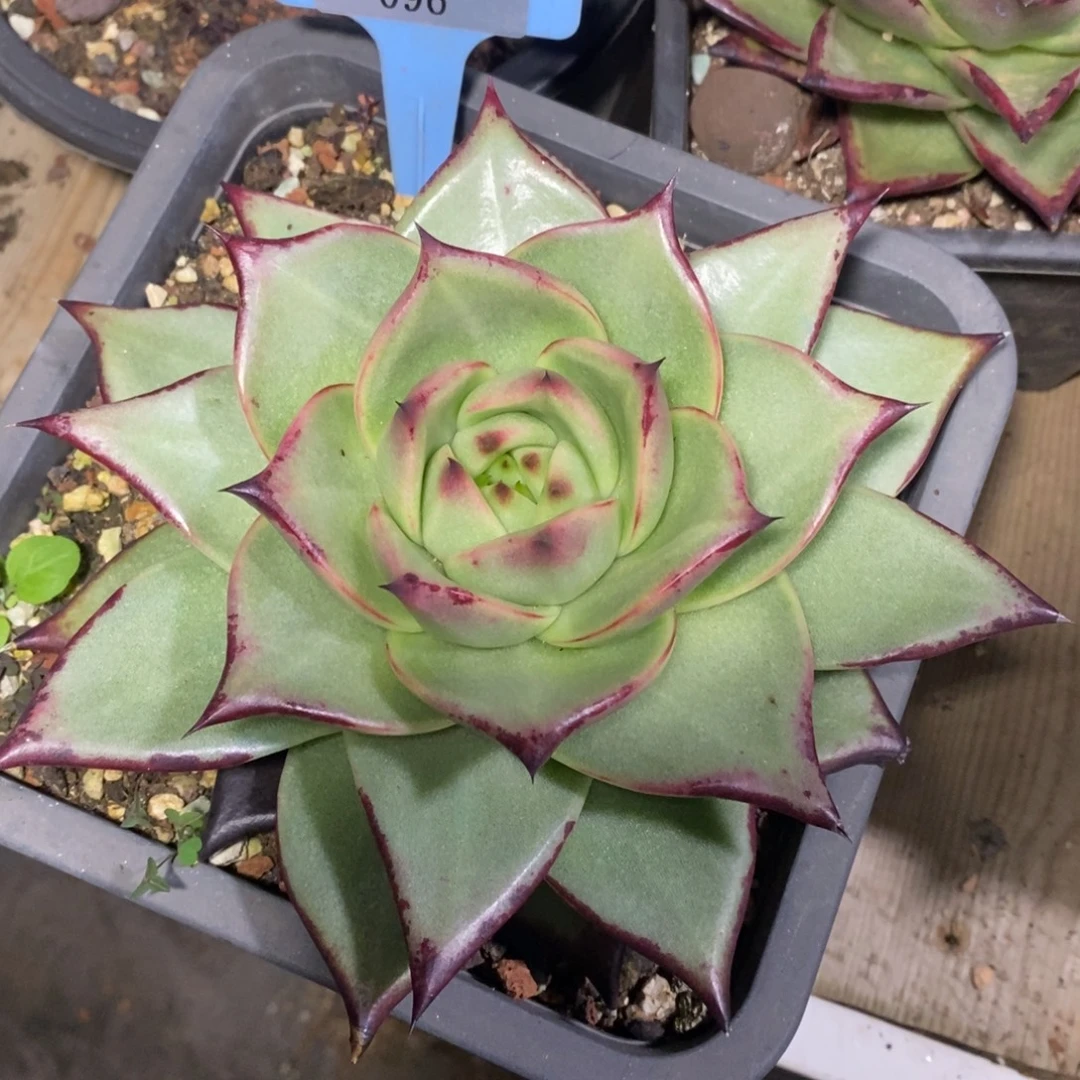x096-多肉植物 乌木
