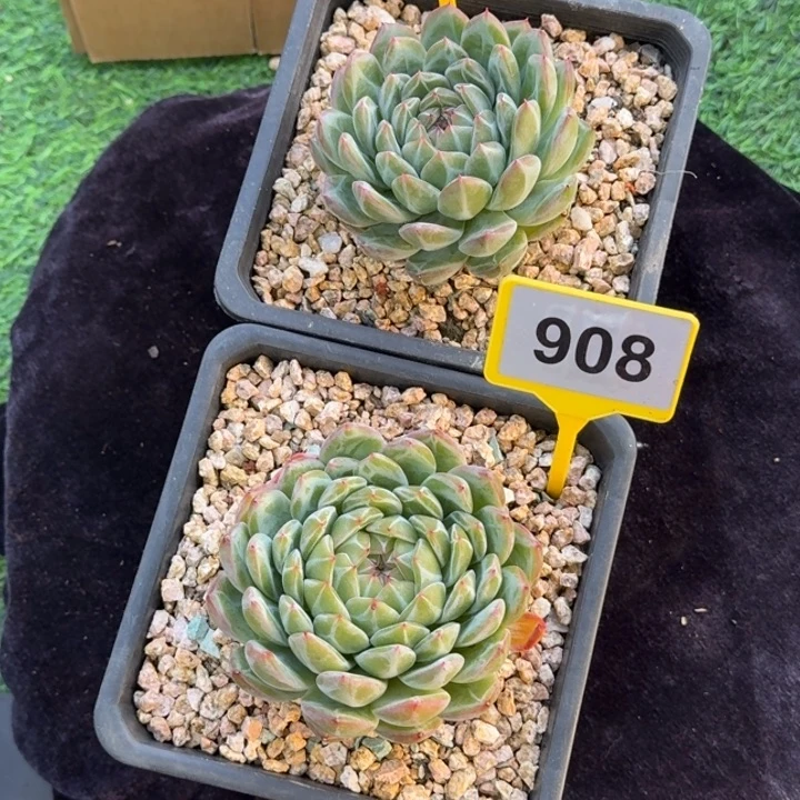 多肉植物雪花珍妮941/908