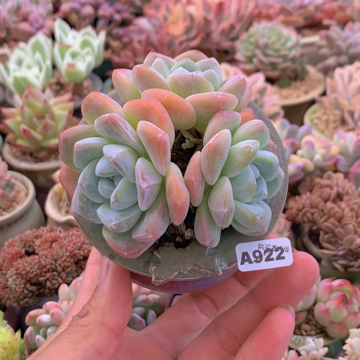 一物一拍含盆土满38包邮A922