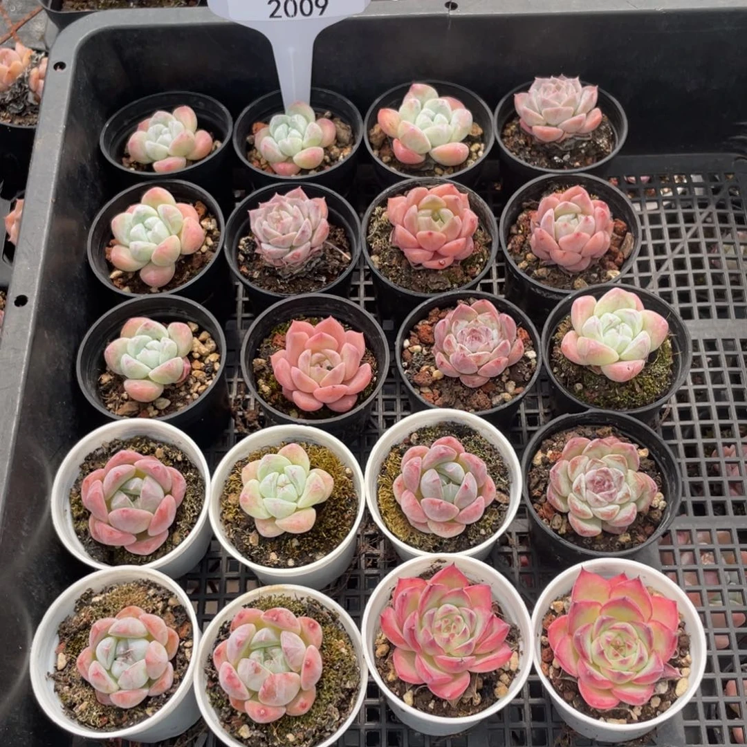 不包整散 盆子不售后2009