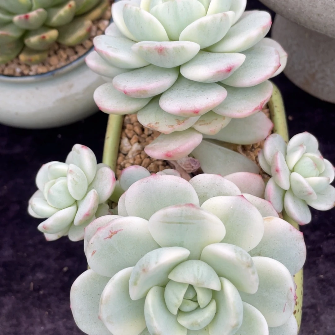 香草锦群生多肉植物