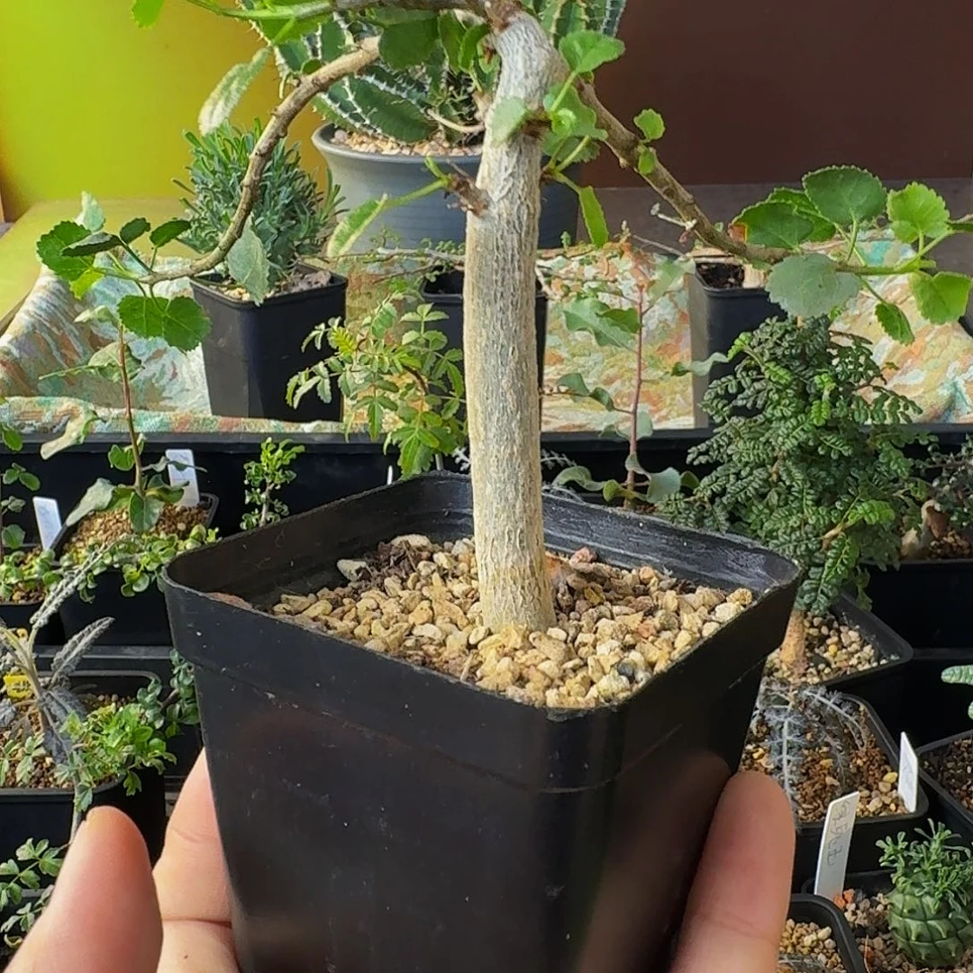 奶香味➕薄荷味 实生纳马橄榄带盆土包邮干透浇透