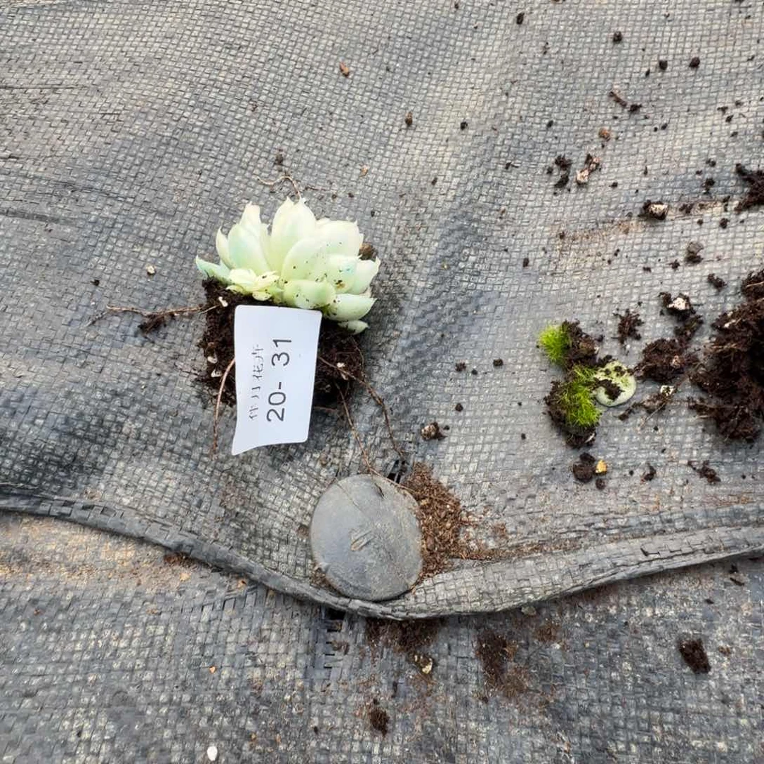 紫蝴蝶锦一棵量拍20-31