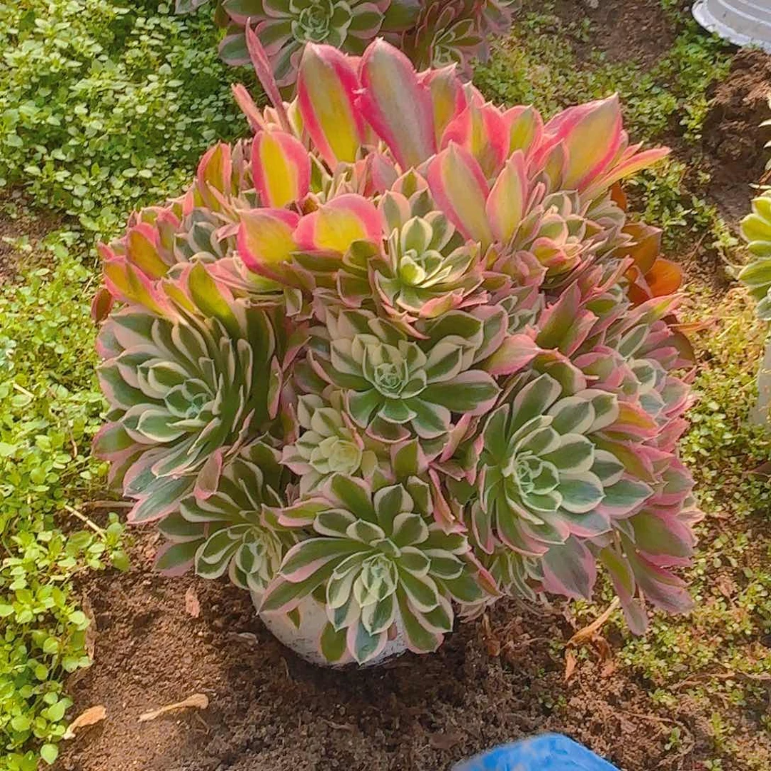雨花石老庄多肉植物