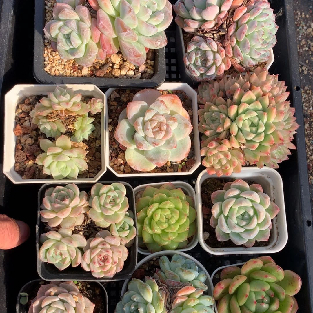 1120-95 套餐一组