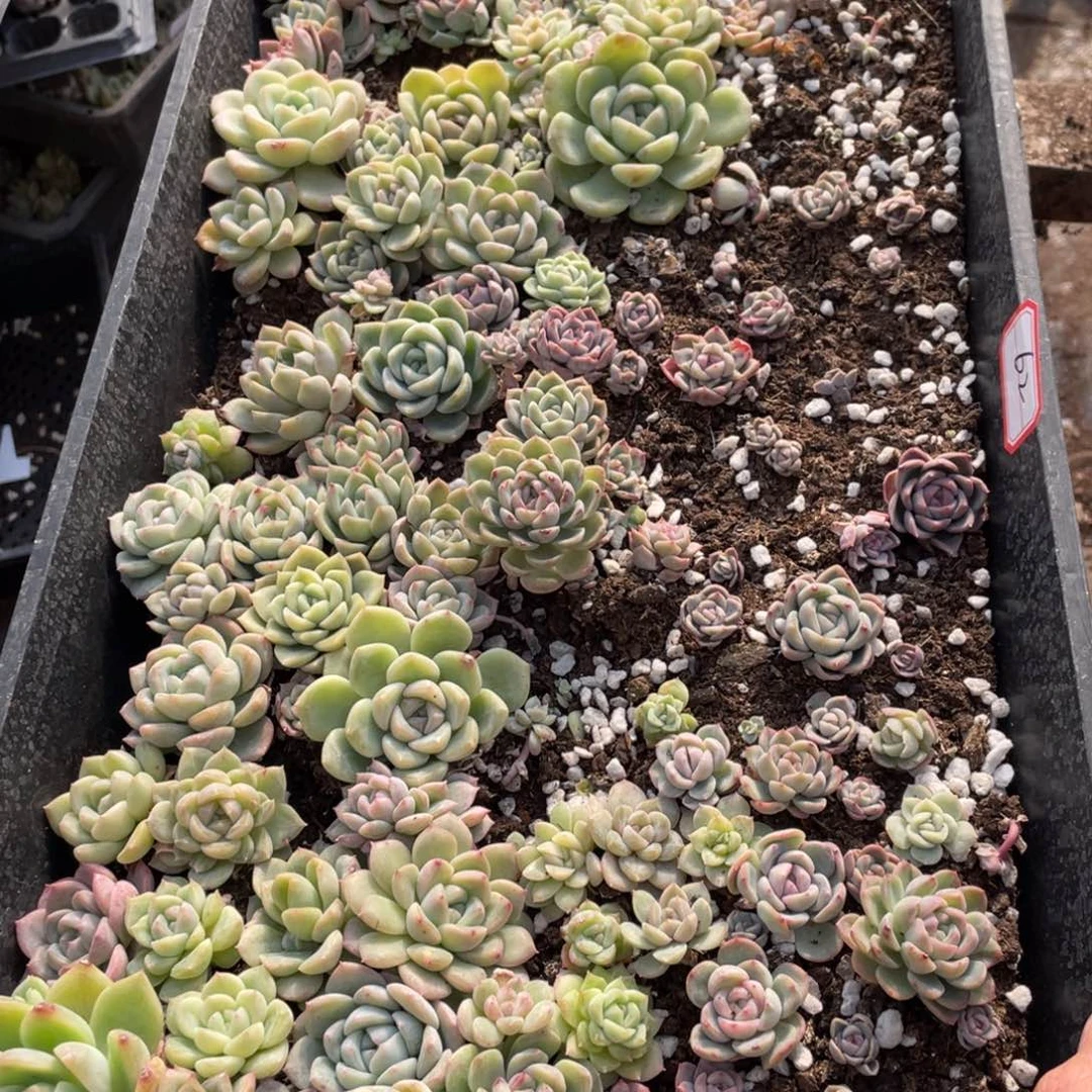 62 欧泊播种一筐特价，不包保温不包售后