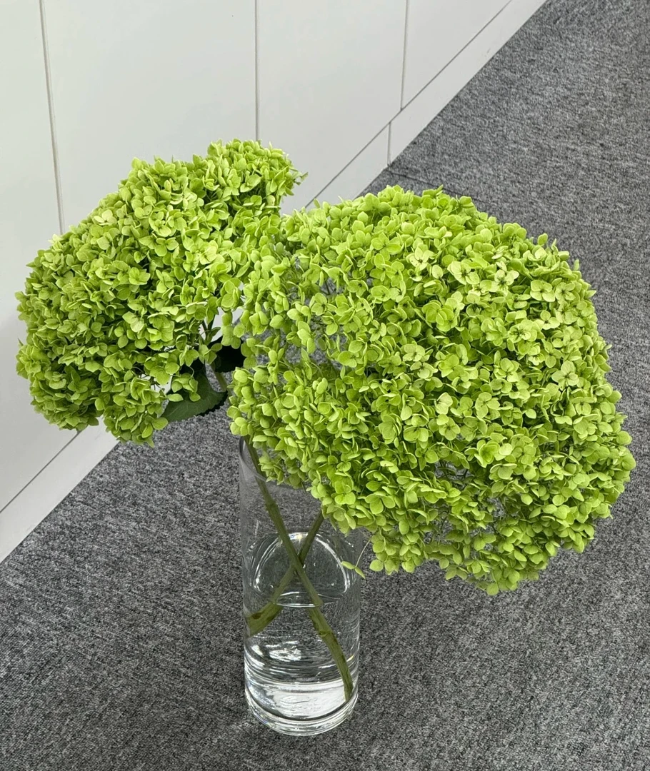 【买一送一】绿色绣球一支     云南基地鲜花   基地直发