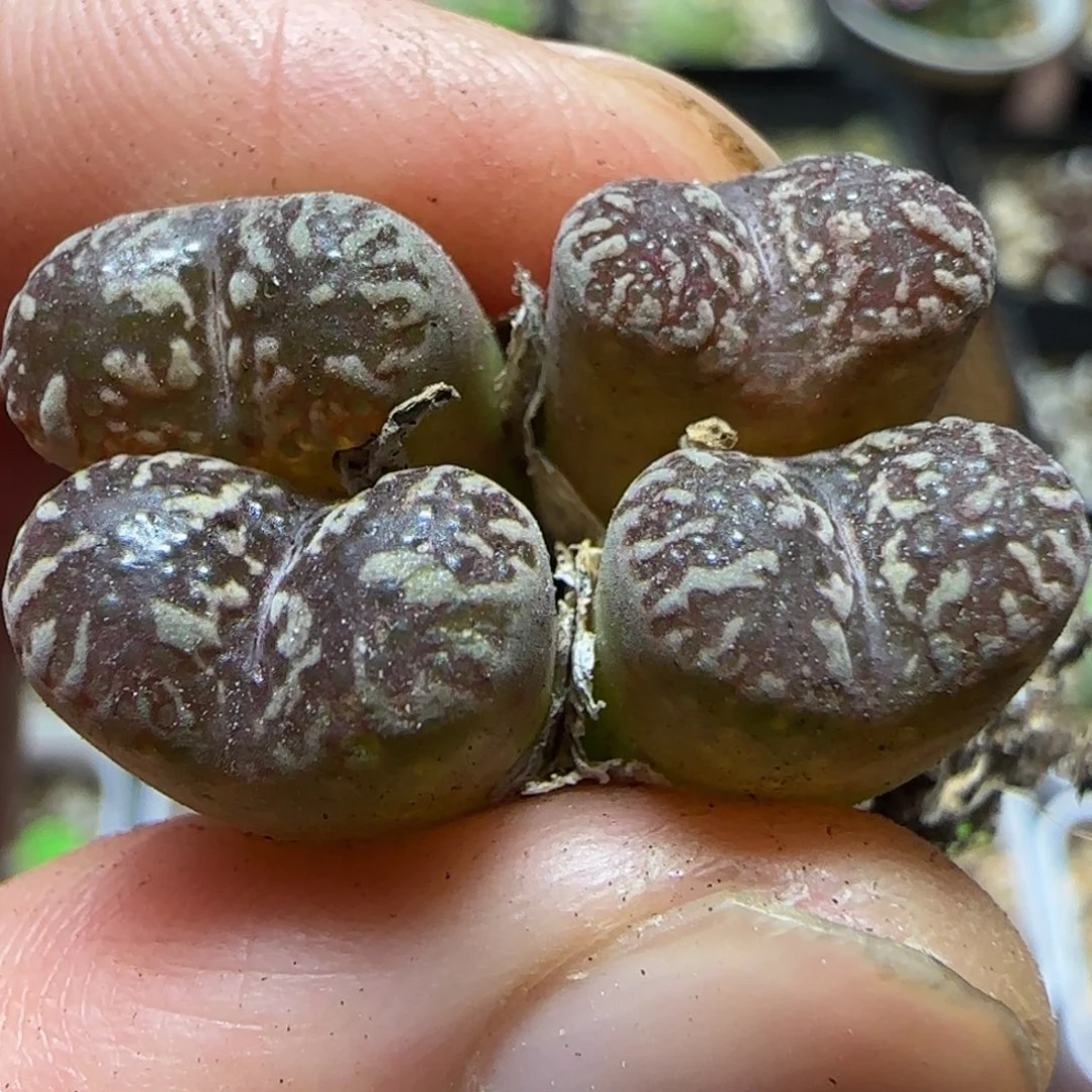 漂亮漂亮多肉植物162