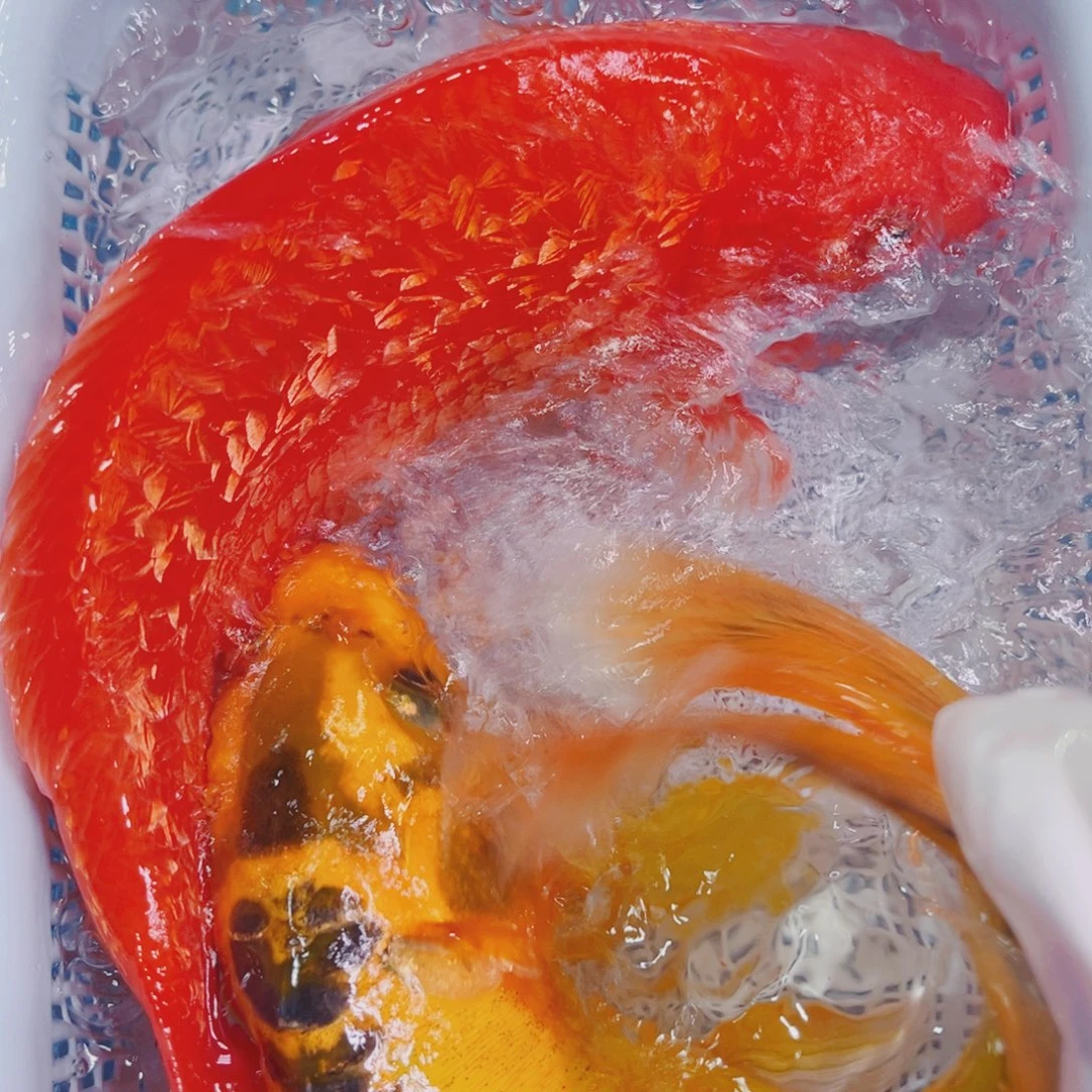 锦鲤锦鲤观赏鱼冷水