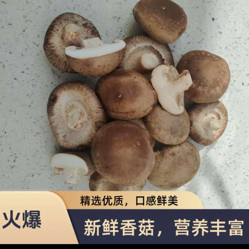 现摘现发，新鲜香菇，顺丰冷链运输