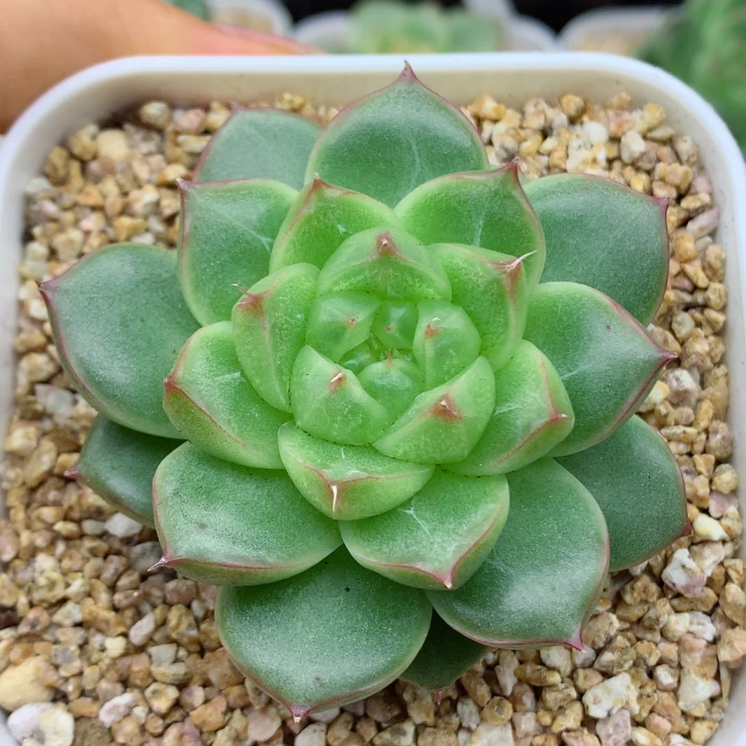 58包邮  群生不包整03