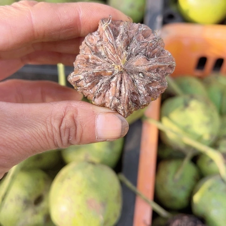 多楞元宝狮子头青皮