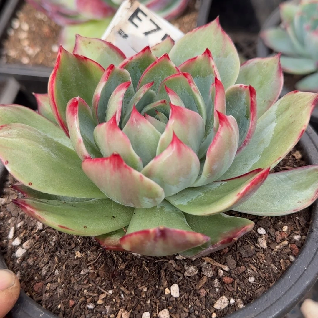 惊鸿一物一拍包装收缩花旱751