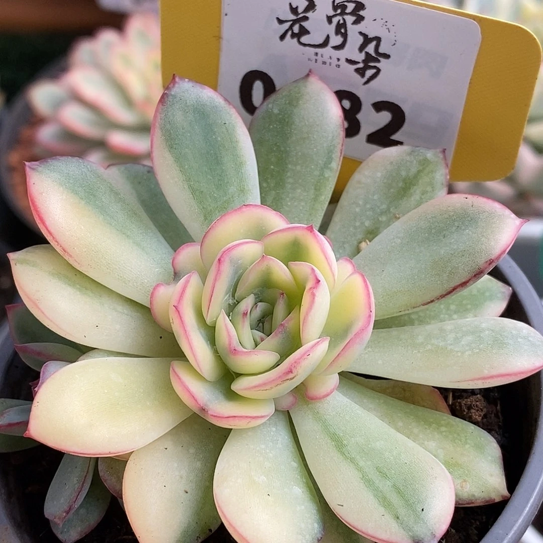 482雨燕座哈哈哈哈哈哈