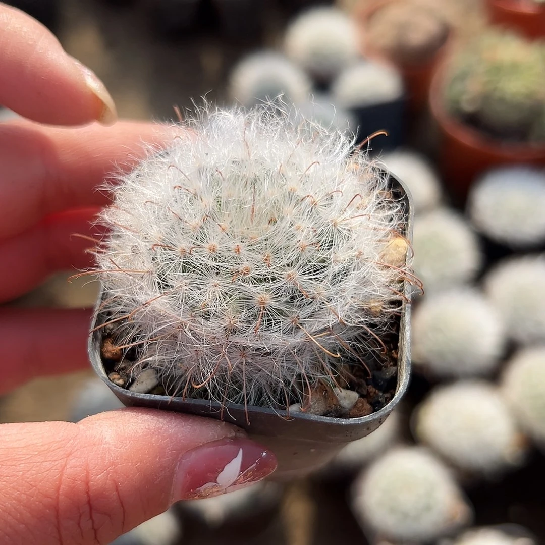 多肉植物丽光殿单头