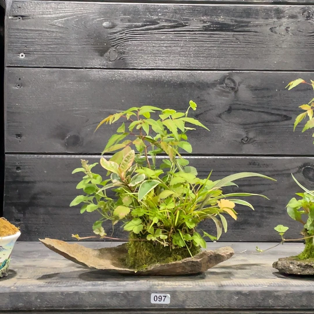 无花朵日本山野草