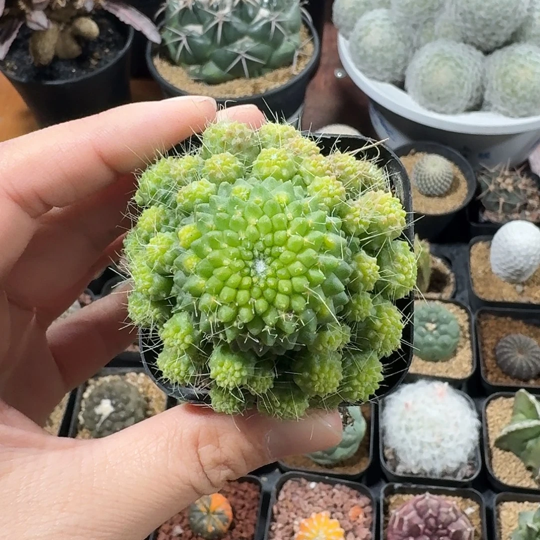 若***微无刺白珠仙人球1234