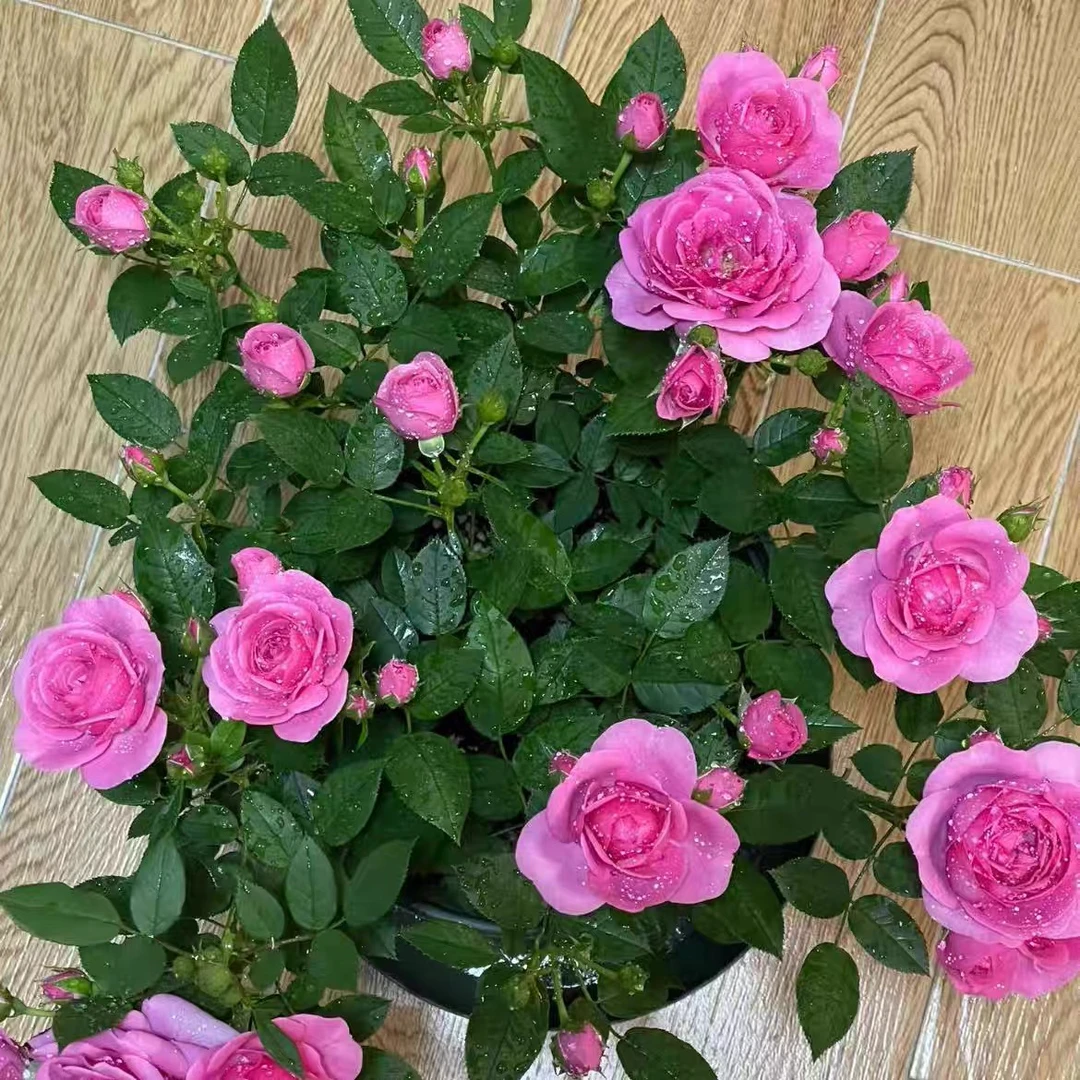 粉色大盆玫红色系列大花型庭院阳台好养四季开花盆栽