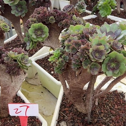 27法斯一个脱土多肉