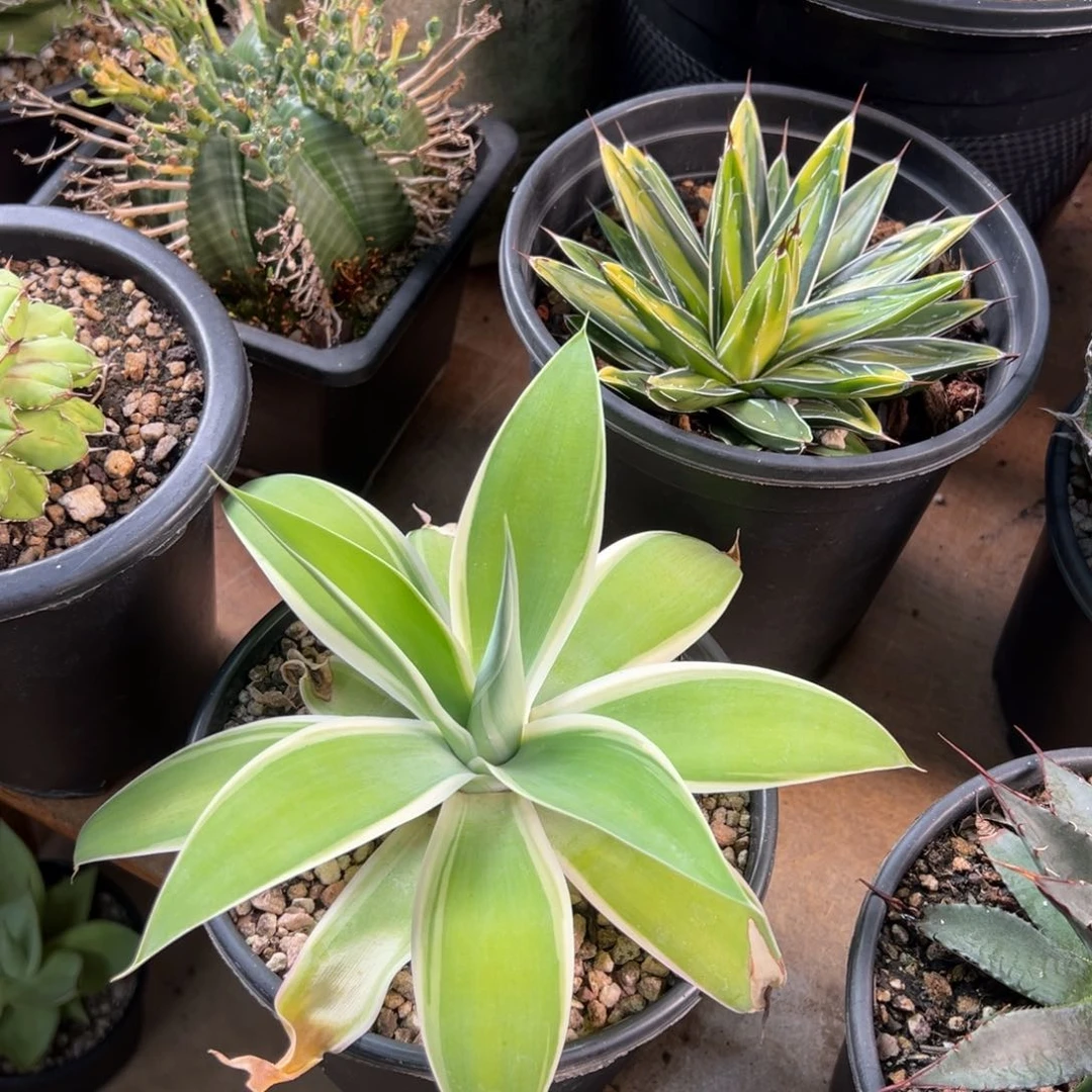 多肉植物龙舌兰道