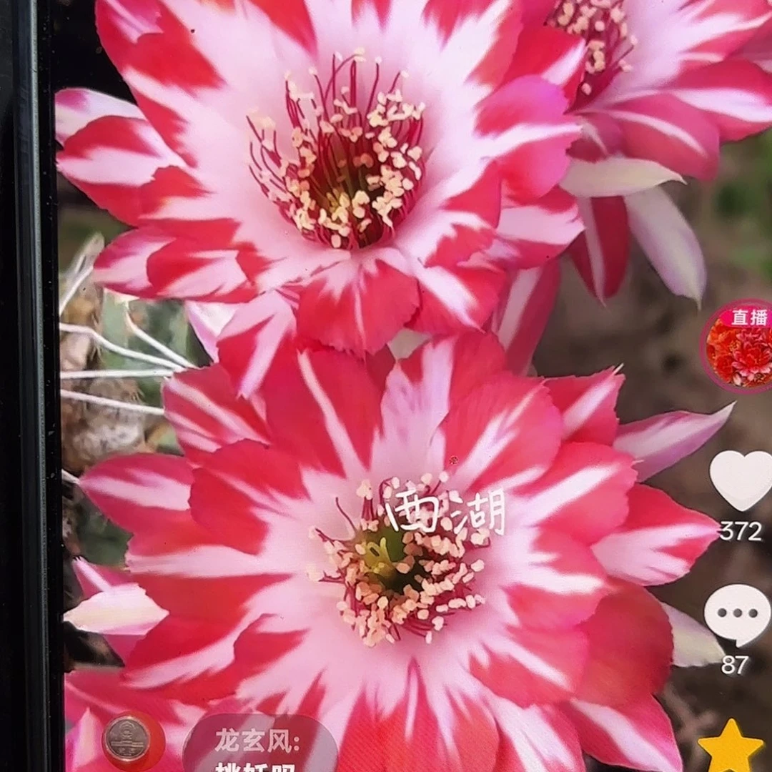 蝉衣丽花5公分侧牙20包邮13