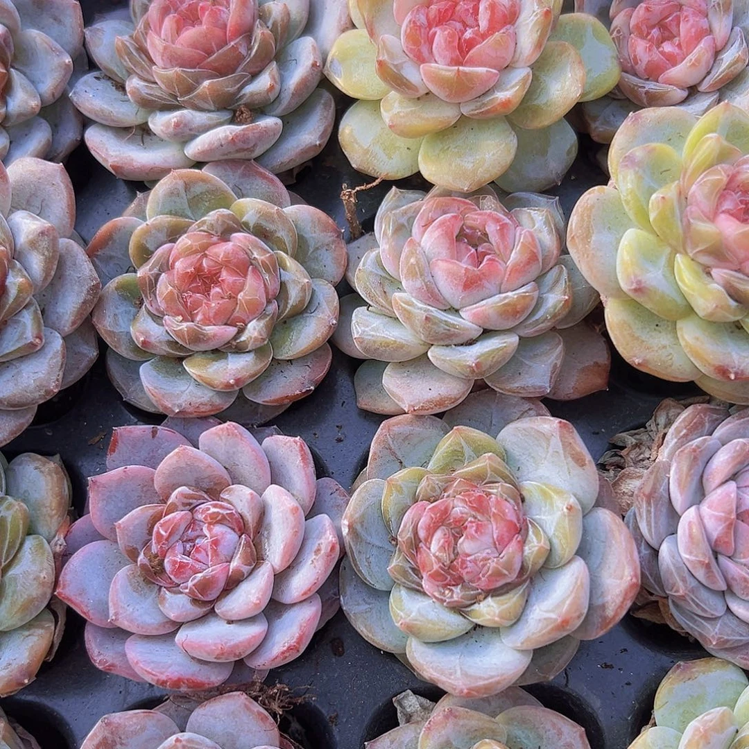 72颗冰魄4颗带盆19包邮